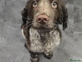 Cocker Spaniel dogs Cocker spaniel puppy - Advert 2