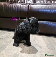 Cockapoo dogs * 3 left* Adorable cockapoo pups ready to go 🐶 - Advert 2