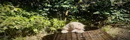 Miniature Dachshund dogs for sale: 1 only Blonde cream miniature dachshund - Advert 11