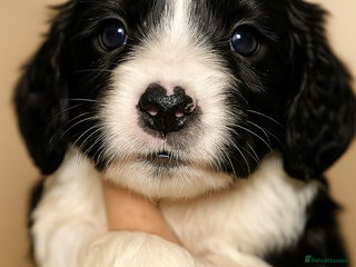 Sprocker dogs SPANIEL PUPS ** LAST 1 ** - Advert 18