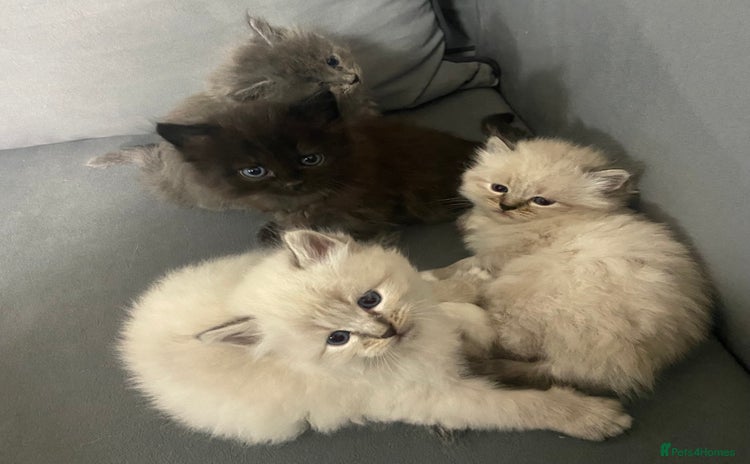 Siberian cats - Advert 6