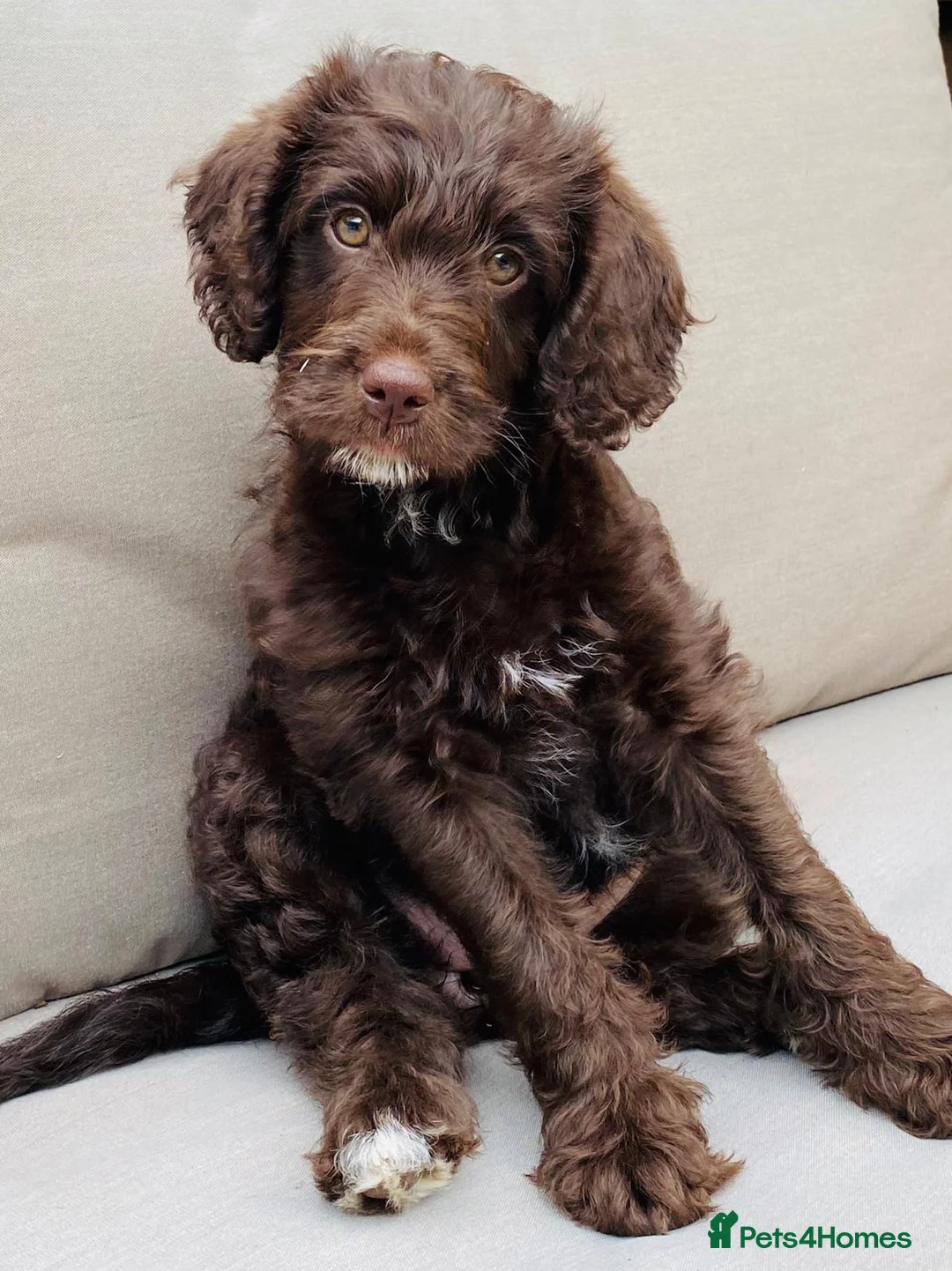 Miniature Poodle dogs for stud: Miniture Poodle for stud - SHORT NOTICE AVAILABLE in Coalville - Advert 37