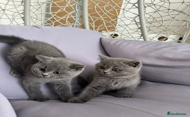 British Shorthair cats - Advert 4