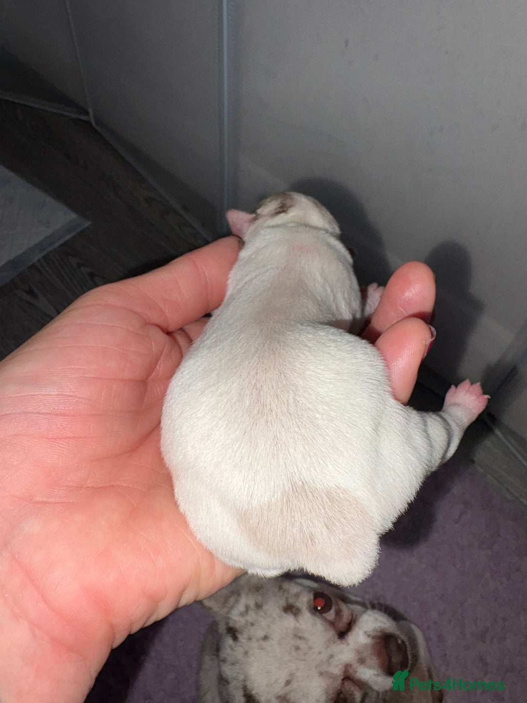 Chihuahua dogs for sale: 🐶 xxs Stunning pure chihuahua pups 🐶 - Image 9