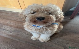 Cockapoo dogs for sale: Loving Cockapoo Needs a Forever Home - Image 3