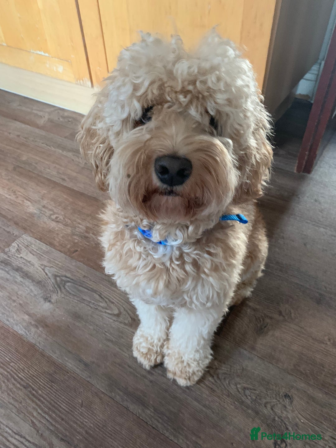 Cockapoo dogs for sale: Loving Cockapoo Needs a Forever Home - Image 3