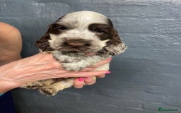 Cocker Spaniel dogs for sale: Cocker Spaniel Puppies For Sale  - Image 11