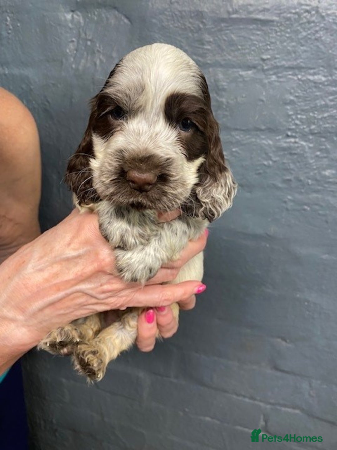 Cocker Spaniel dogs for sale: Cocker Spaniel Puppies For Sale  - Image 11