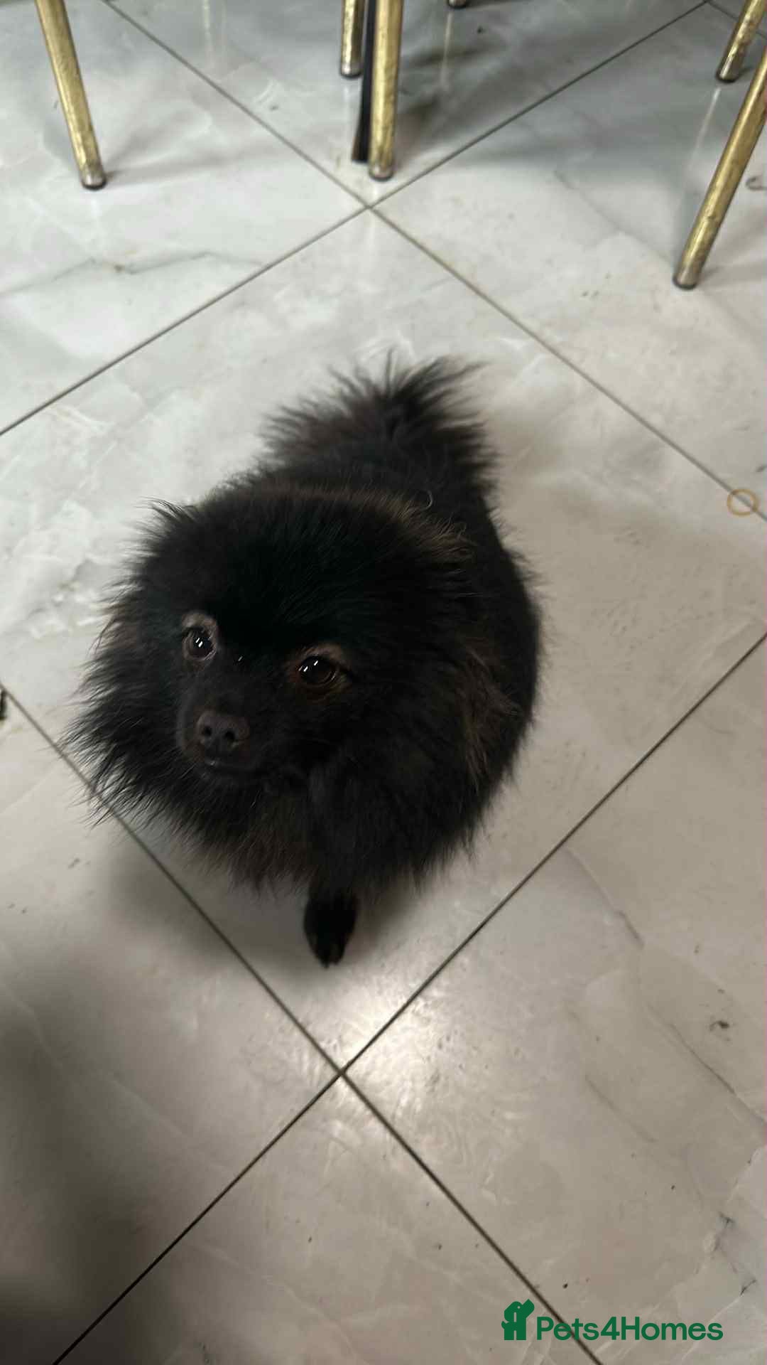 Pomeranian dogs for sale: Toy Pomeranian - Advert 22