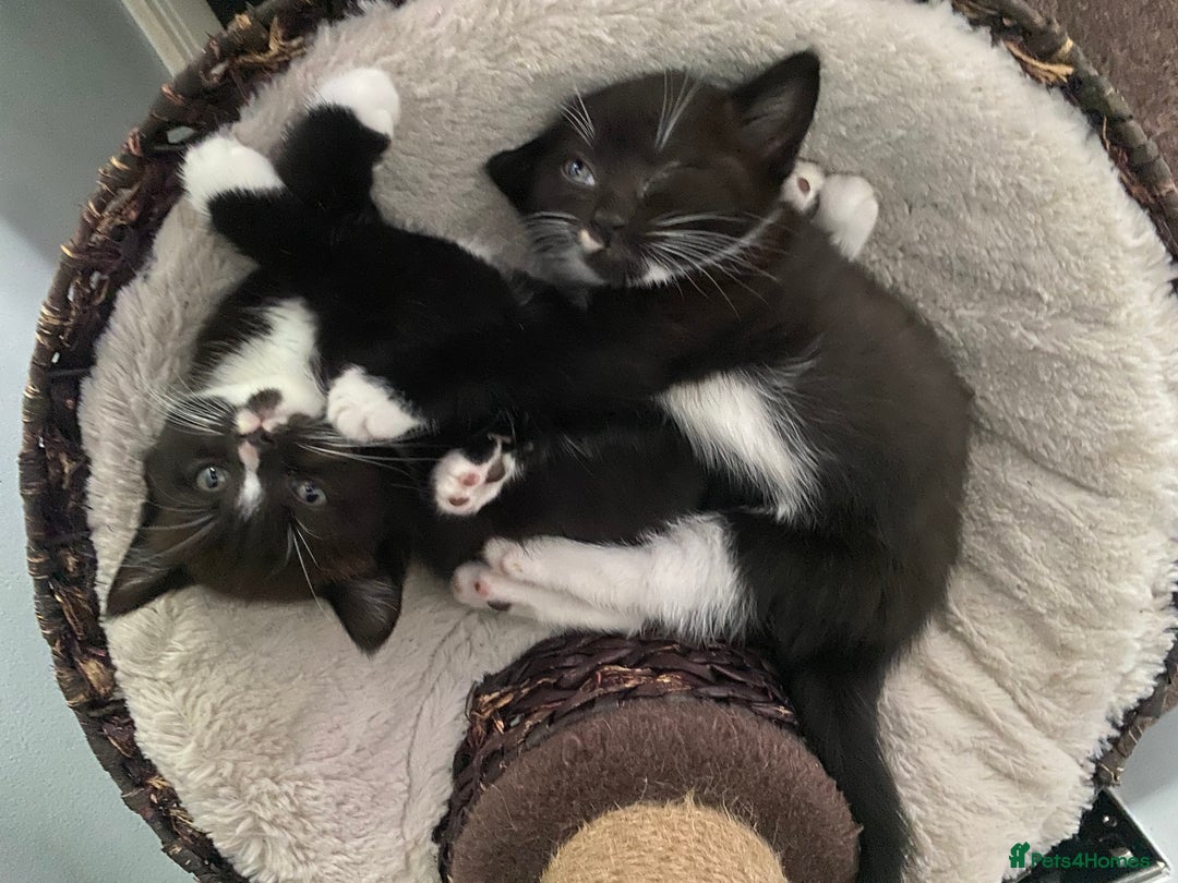 Mixed Breed cats for sale: X BRITISH SHORT adorable kittens ready 4 new home - Image 19