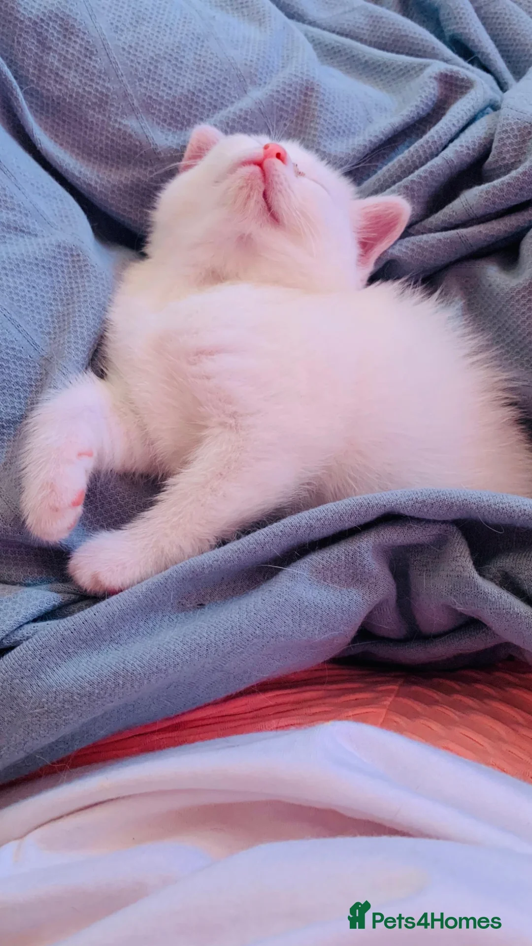 British Shorthair cats for sale:   Beautiful White British Shorthair Kitten  - Advert 2