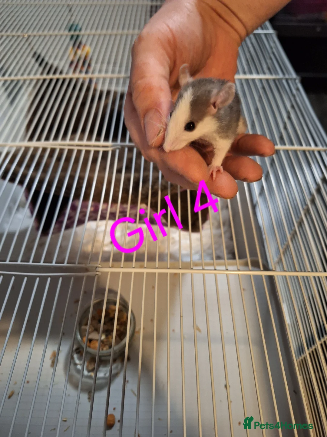Rat rodents for sale: Baby fancy rats male and female  - Advert 11
