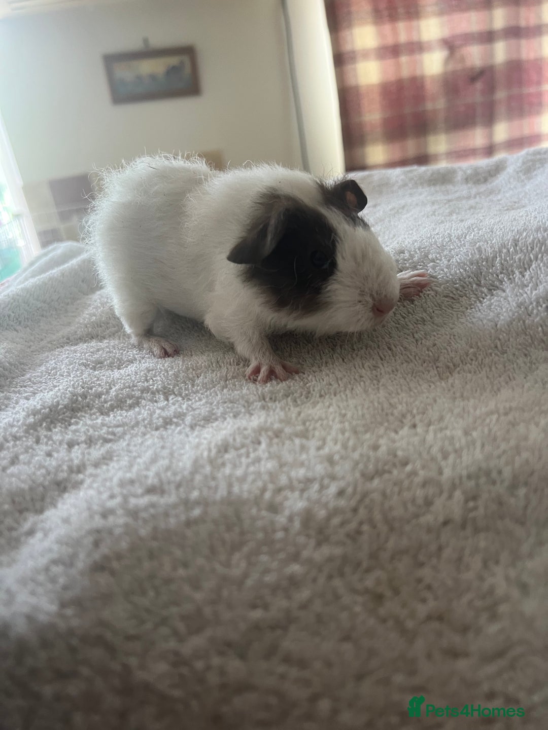 Guinea Pig rodents for sale: Skinny pig babies ready now - Image 5