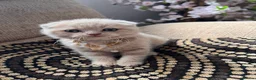 British Shorthair cats for sale: 😻CREAM & RED COLOUR KITTENS 😻 - Advert 12