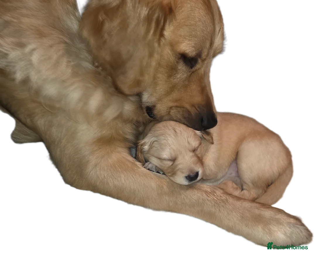 Mixed Breed dogs for sale: Golden shepherds - Advert 11