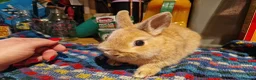 Netherland Dwarf rabbits for sale: Netherland dwarf girl  - Advert 12