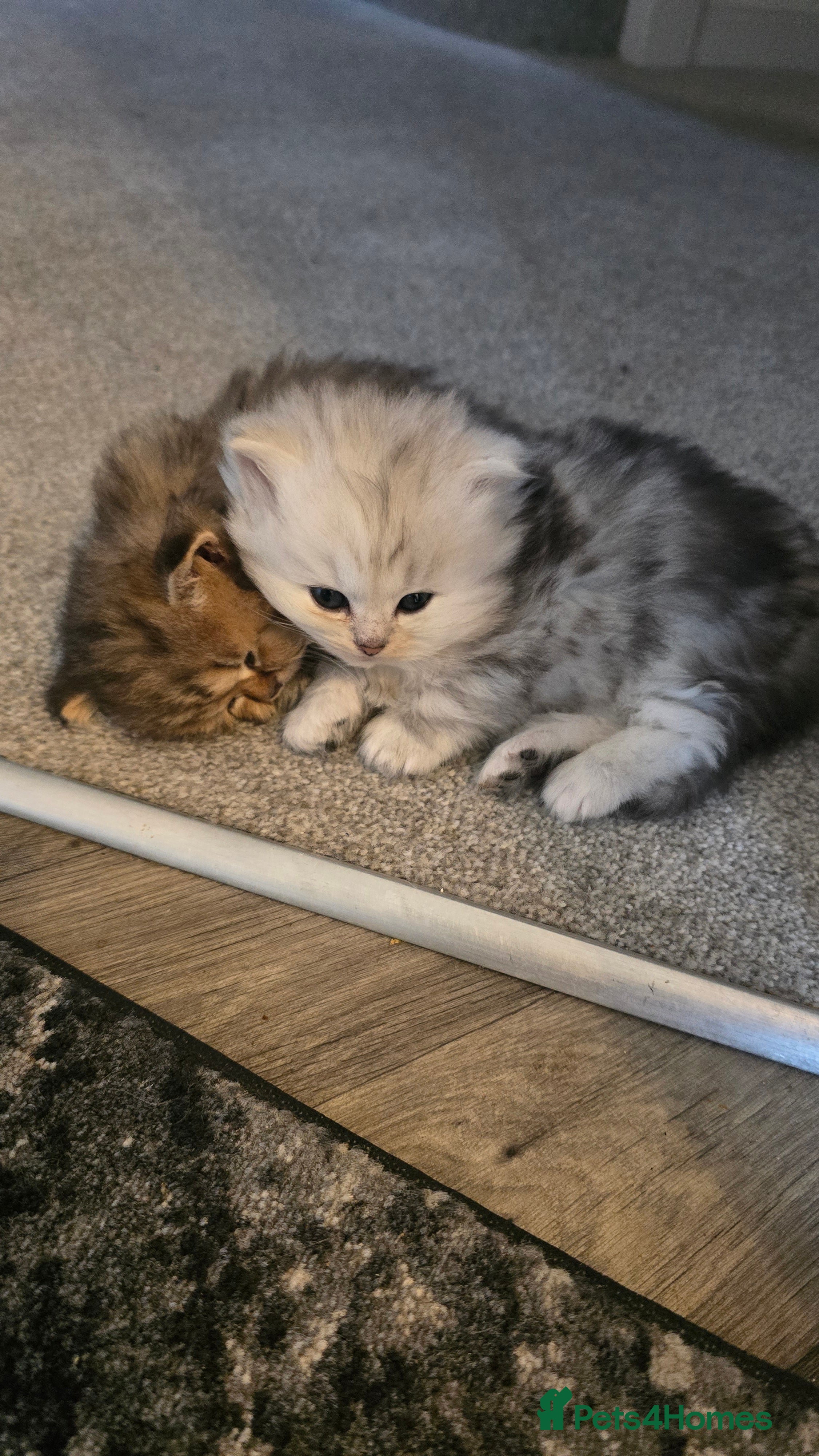 Persian cats 2 male persian kittens - Advert 5