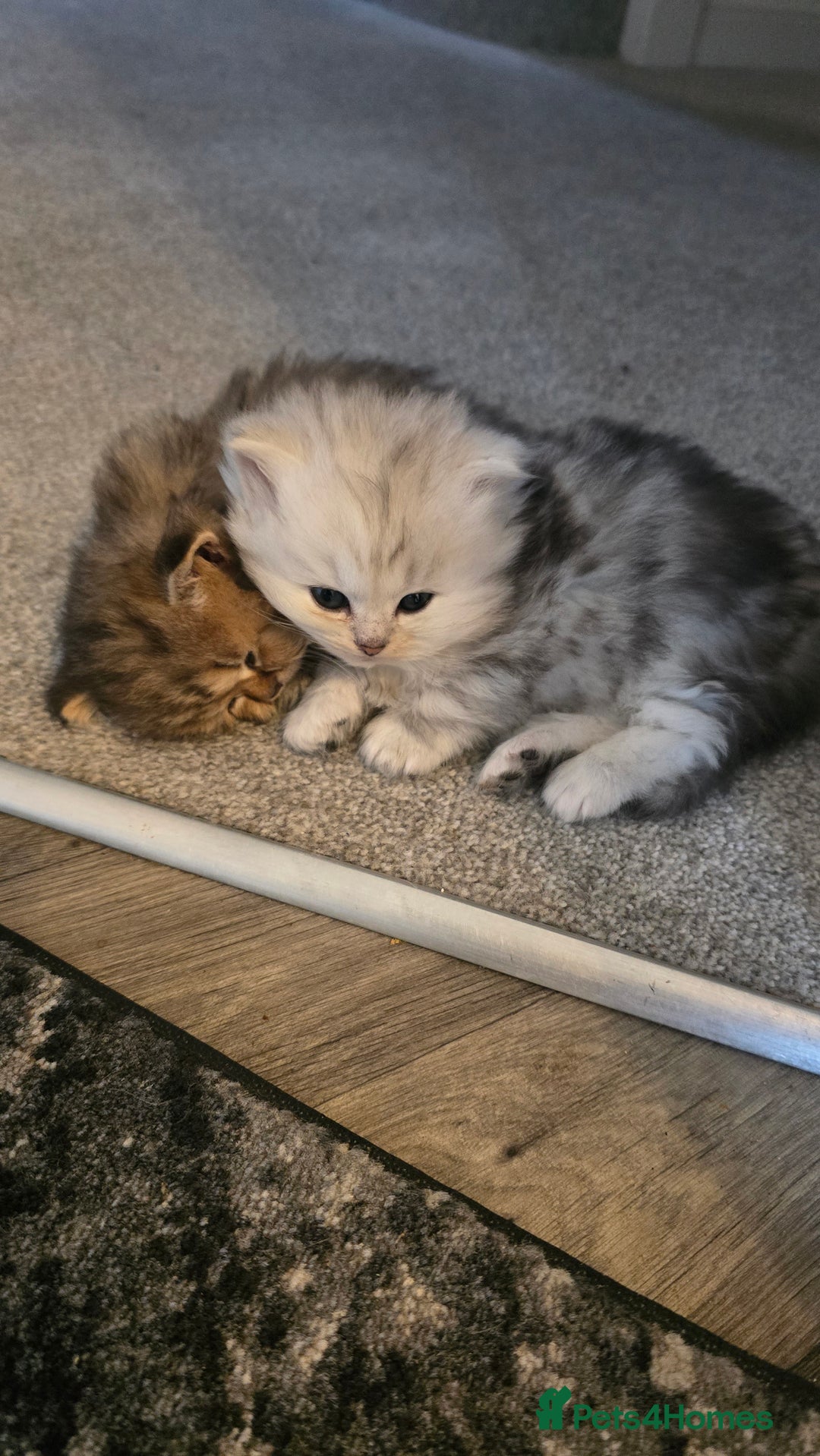 Persian cats for sale: 2 male persian kittens - Advert 1