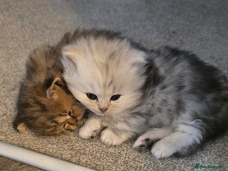 Persian cats 2 male persian kittens - Advert 5