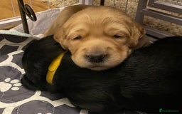 Cockerdor dogs for sale: Cocker Retriever aka Cockerdor bundles of joy - Advert 13