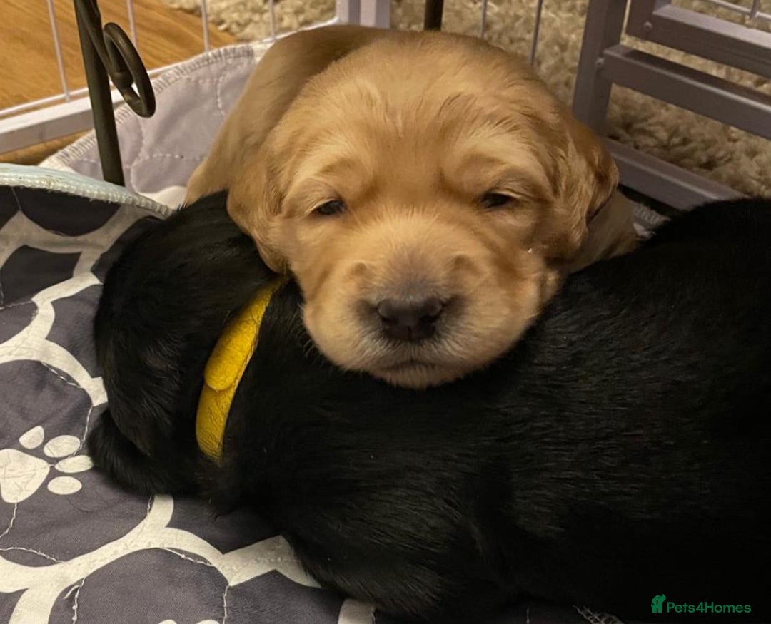 Cockerdor dogs for sale: Cocker Retriever aka Cockerdor bundles of joy - Advert 13