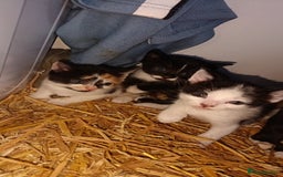 Mixed Breed cats for sale: 3 kittens  - Image 1