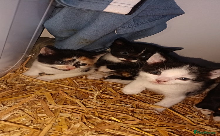 Mixed Breed cats - Advert 1
