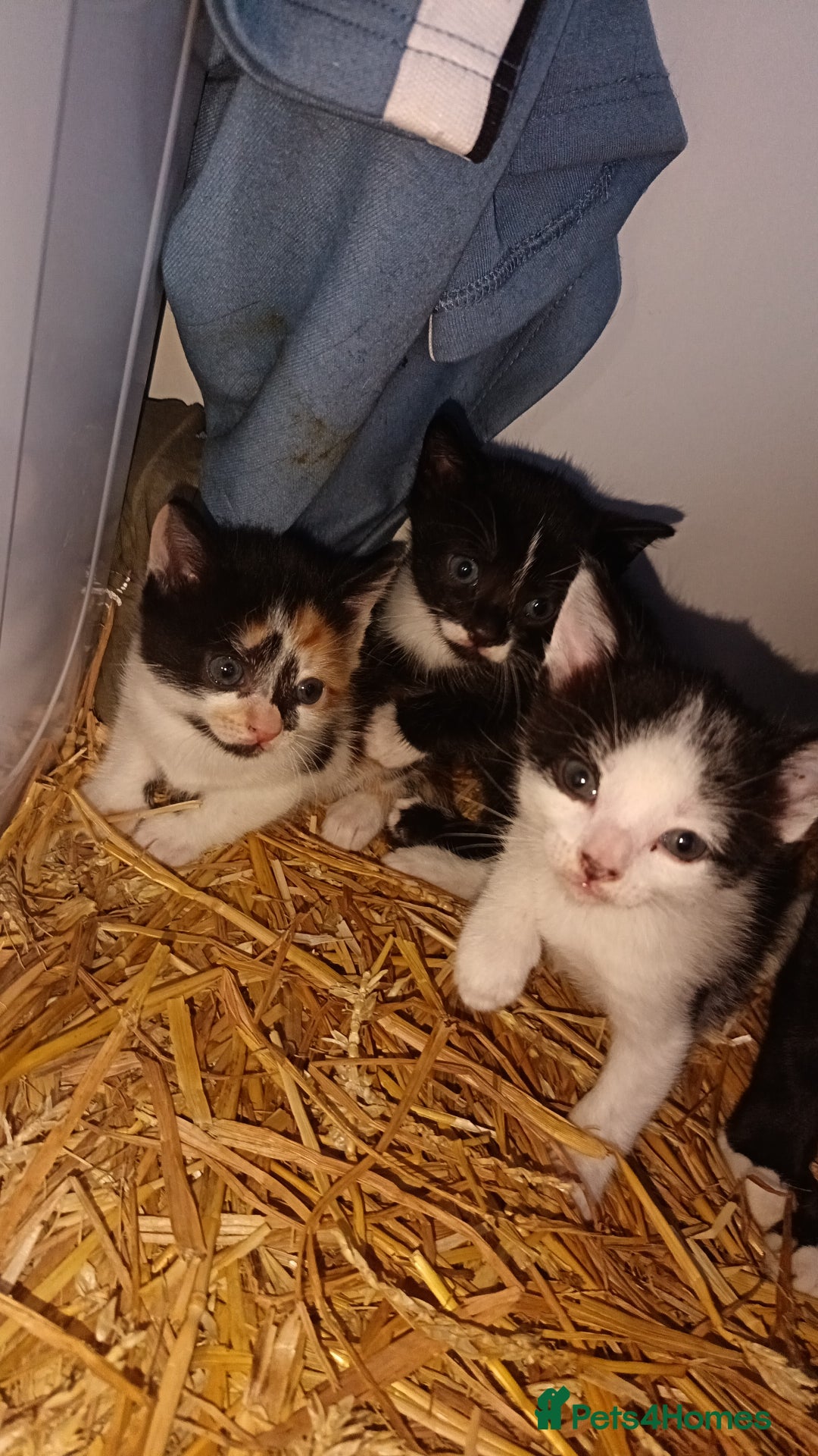 Mixed Breed cats for sale: 3 kittens  - Image 1