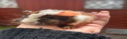 Guinea Pig rodents for sale: Gorgeous baby Guineapigs  - Advert 1