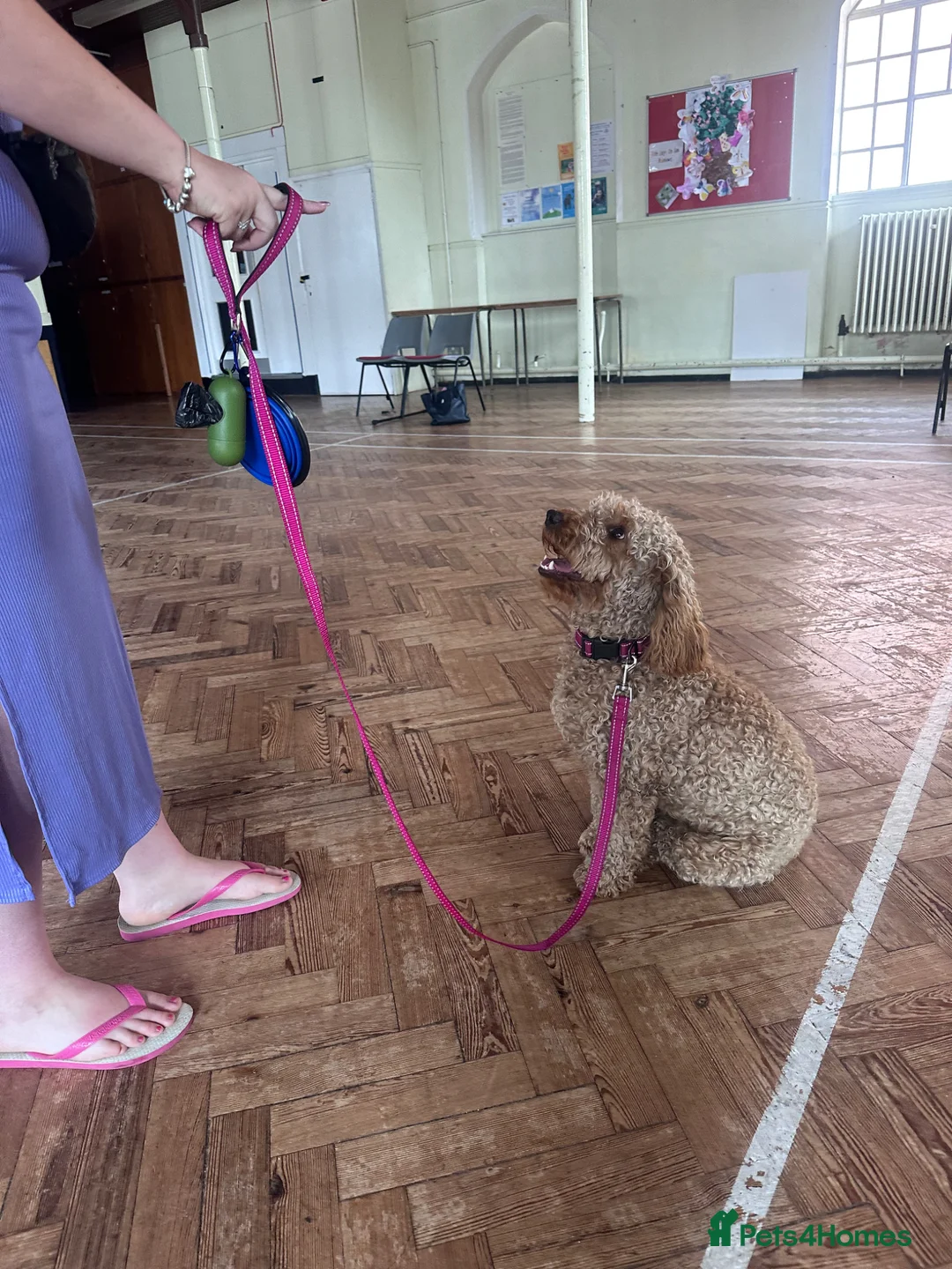 Cockapoo dogs for sale: Rosie  - Advert 2