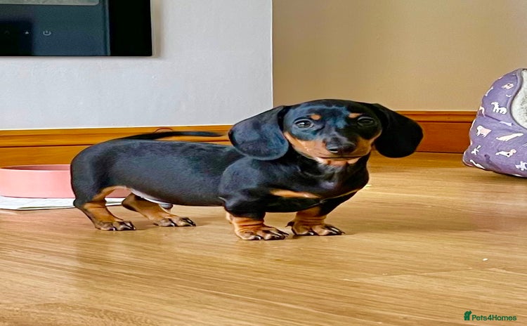 Miniature Dachshund dogs - Advert 2