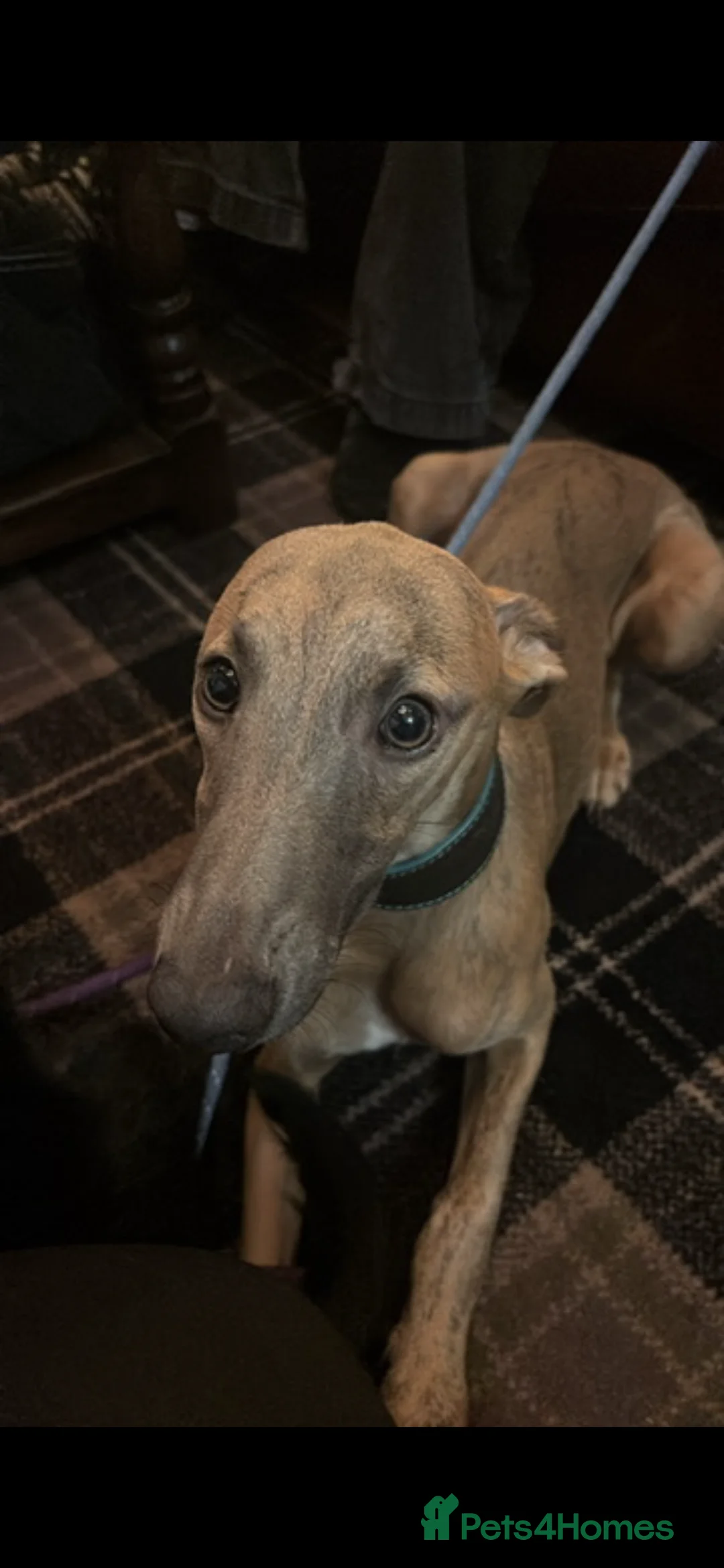 Whippet dogs for sale: Male KC reg whippet - Advert 4