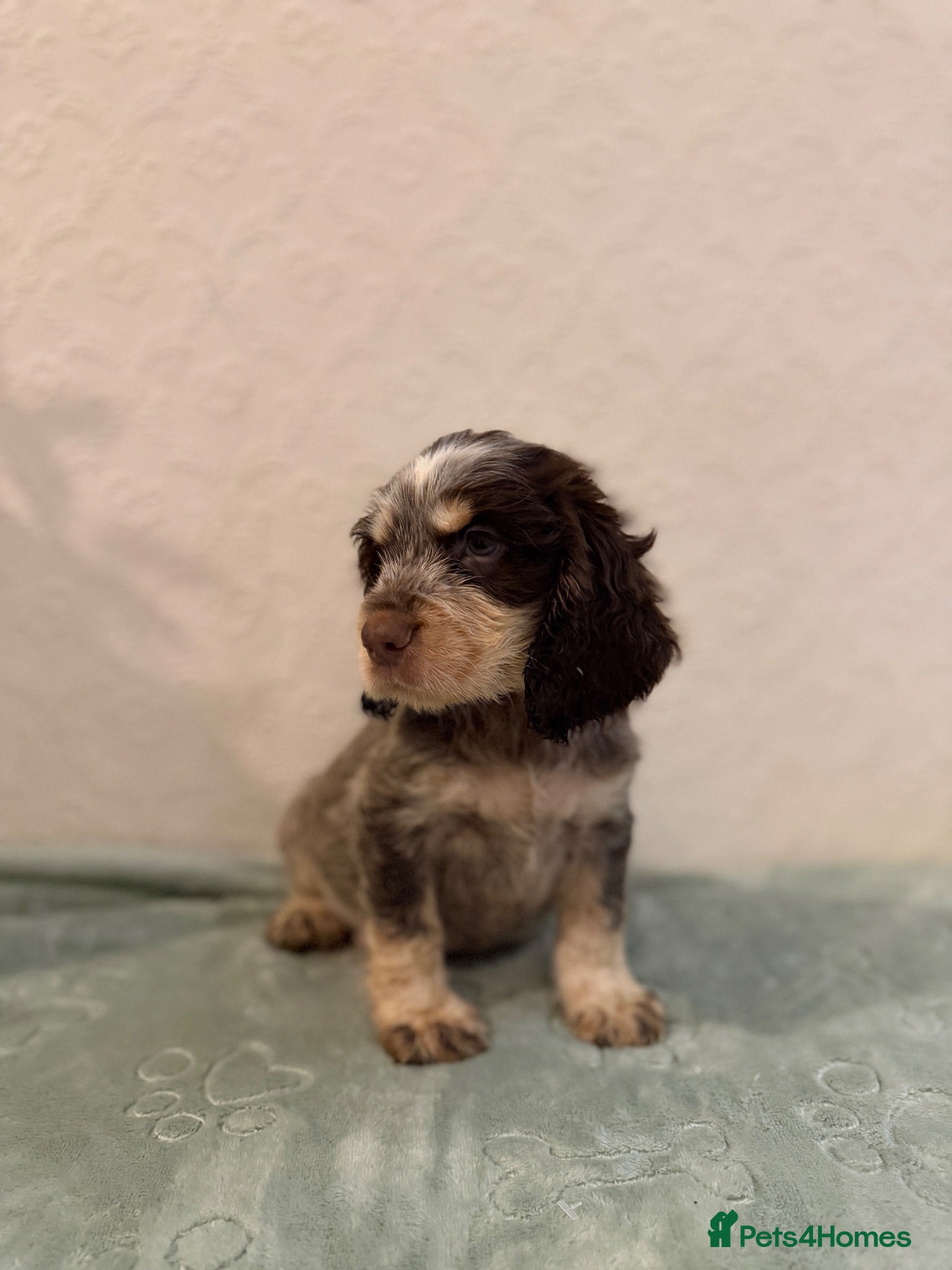Cocker Spaniel dogs KC Show type boy💙 READY NOW - Advert 4