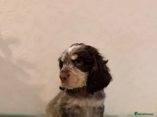Cocker Spaniel dogs KC Show type boy💙 READY NOW - Advert 4