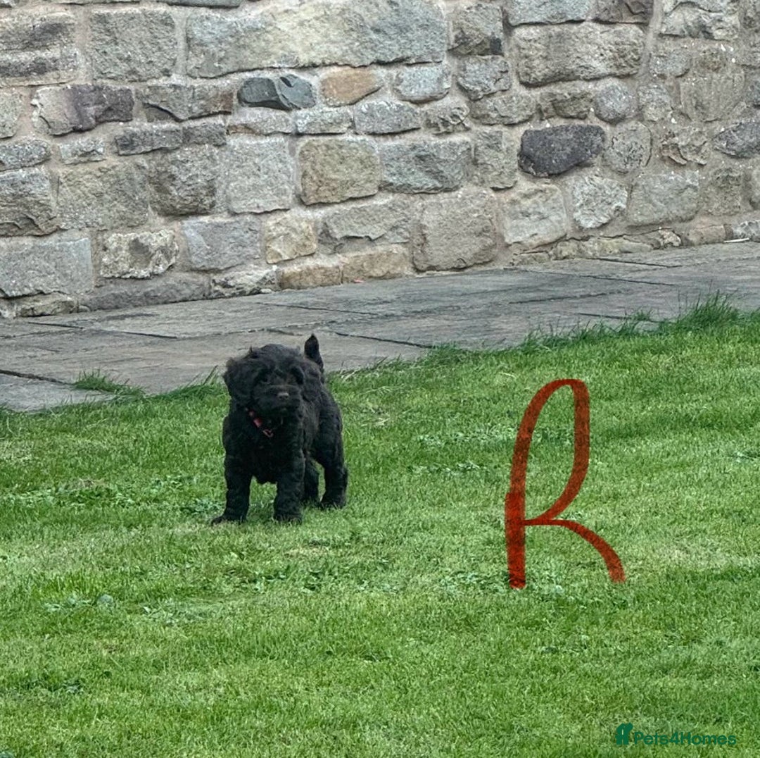 Cockapoo dogs for sale: Toy F1 Cockerpoo Puppies x2 girls x2 boys - Image 12
