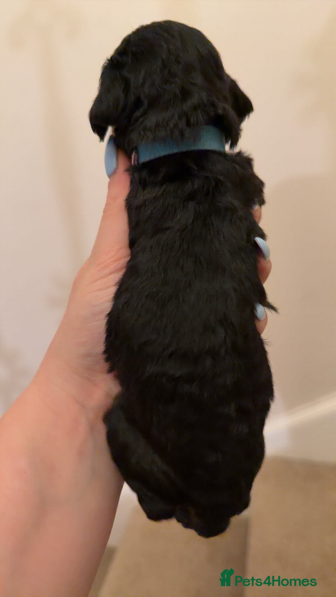 Mixed Breed dogs for sale: Miniature Doxiepoos  - Advert 13