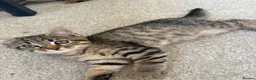 Mixed Breed cats for sale: 4 gorgeous striped black / grey tabby kittens - Advert 6