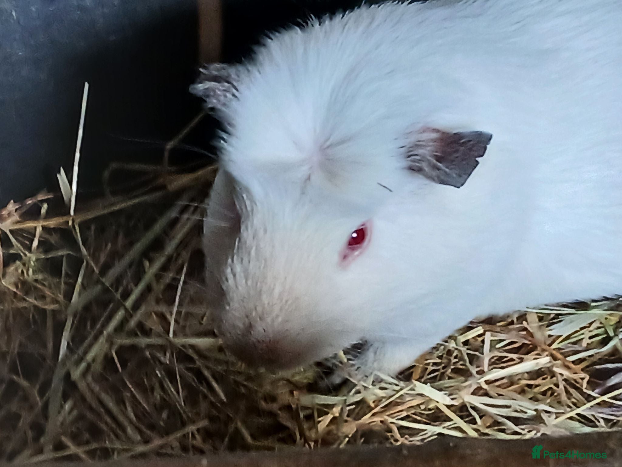 Guinea Pig rodents Bonded boar guinea pigs for sale - Advert 1