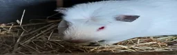 Guinea Pig rodents for sale: Bonded boar guinea pigs for sale - Advert 1