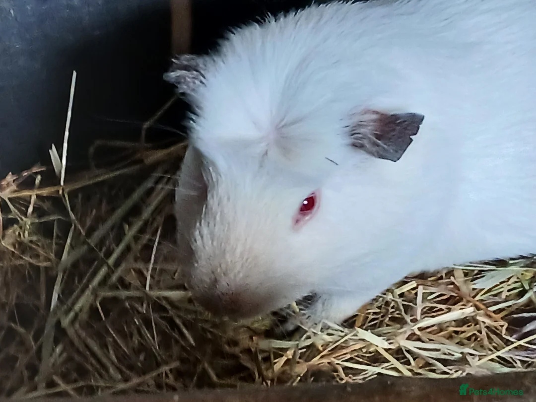 Guinea Pig rodents for sale: Bonded boar guinea pigs for sale - Advert 1