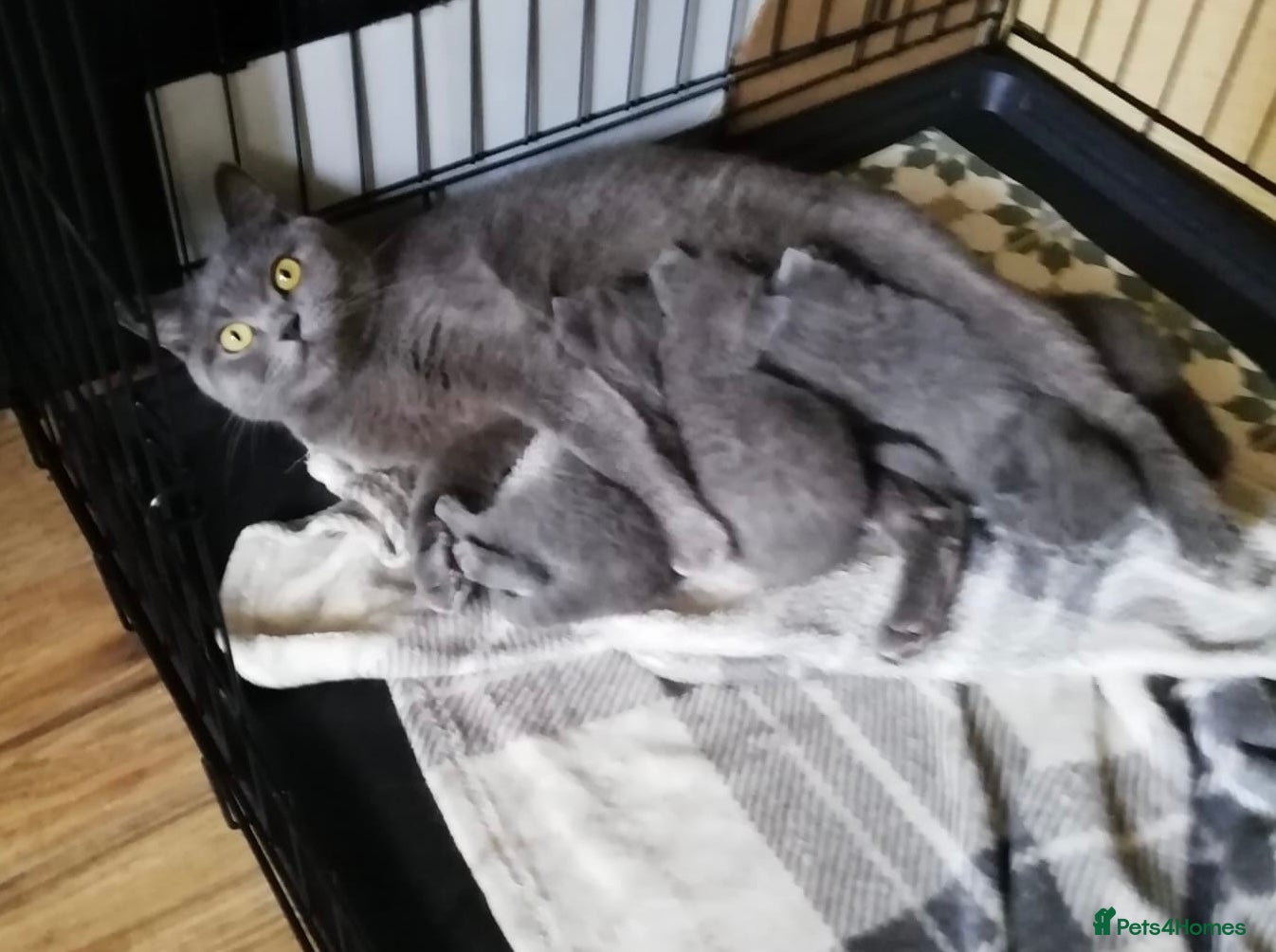 British Shorthair cats 💙 Adorable Blue British Shorthair Kittens 💙 - Advert 2