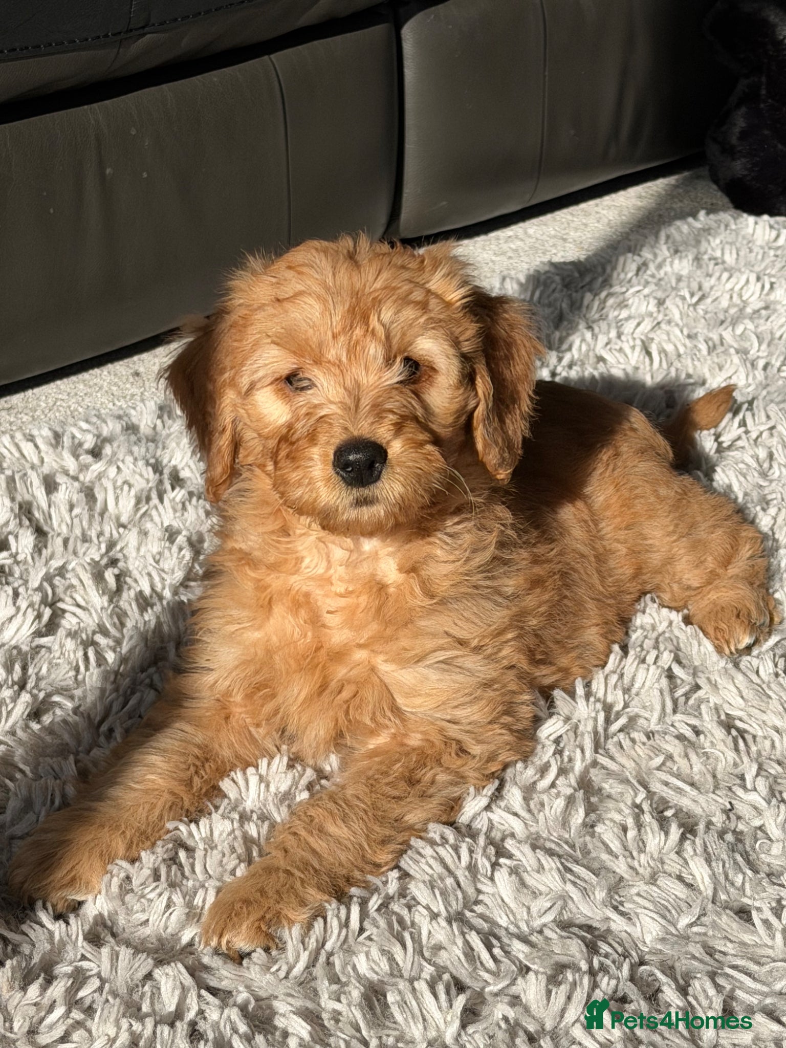 Mini Goldendoodle dogs Ready now Lovely Golden doodle puppies ready now  - Advert 18