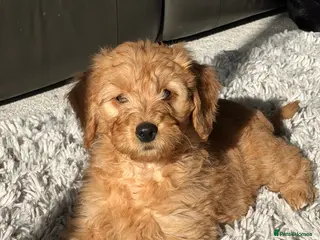 Mini Goldendoodle dogs Ready now Lovely Golden doodle puppies ready now - Advert 18