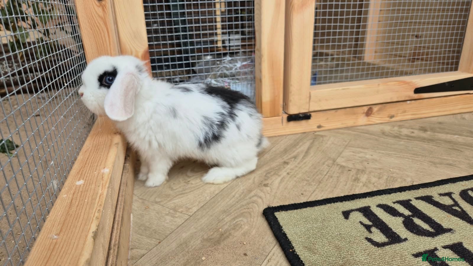 Mini Lop rabbits Mini lops   8 weeks old 01/10/2026 - Advert 1