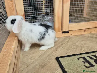 Mini Lop rabbits Mini lops 8 weeks old 01/10/2026 - Advert 1
