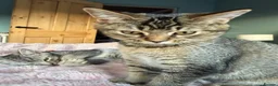 British Shorthair cats for sale: British Shorthair kittens Ready now-Fully Vacc - Advert 6