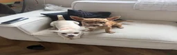 Chihuahua dogs for sale: 6 month old chihuahua puppy’s  - Advert 1