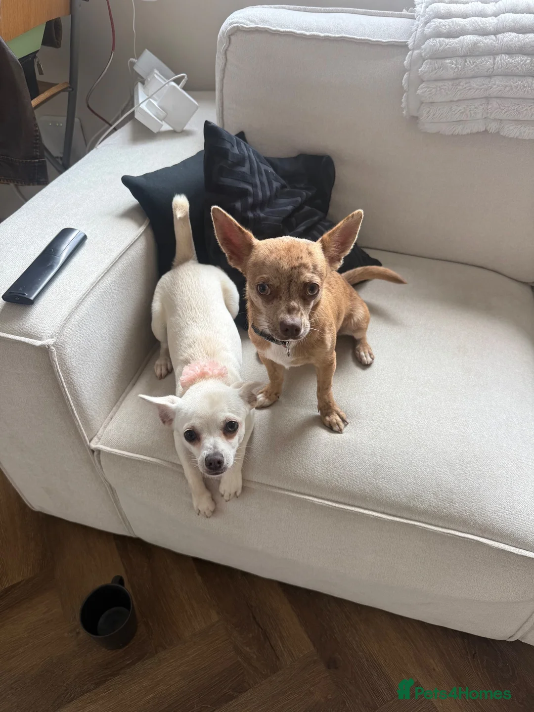 Chihuahua dogs for sale: 6 month old chihuahua puppy’s  - Advert 1