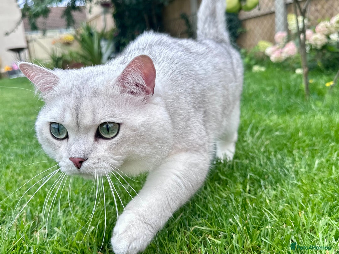 British Shorthair cats for stud: GCCF BSH (NS12) for stud  in Ipswich - Advert 14