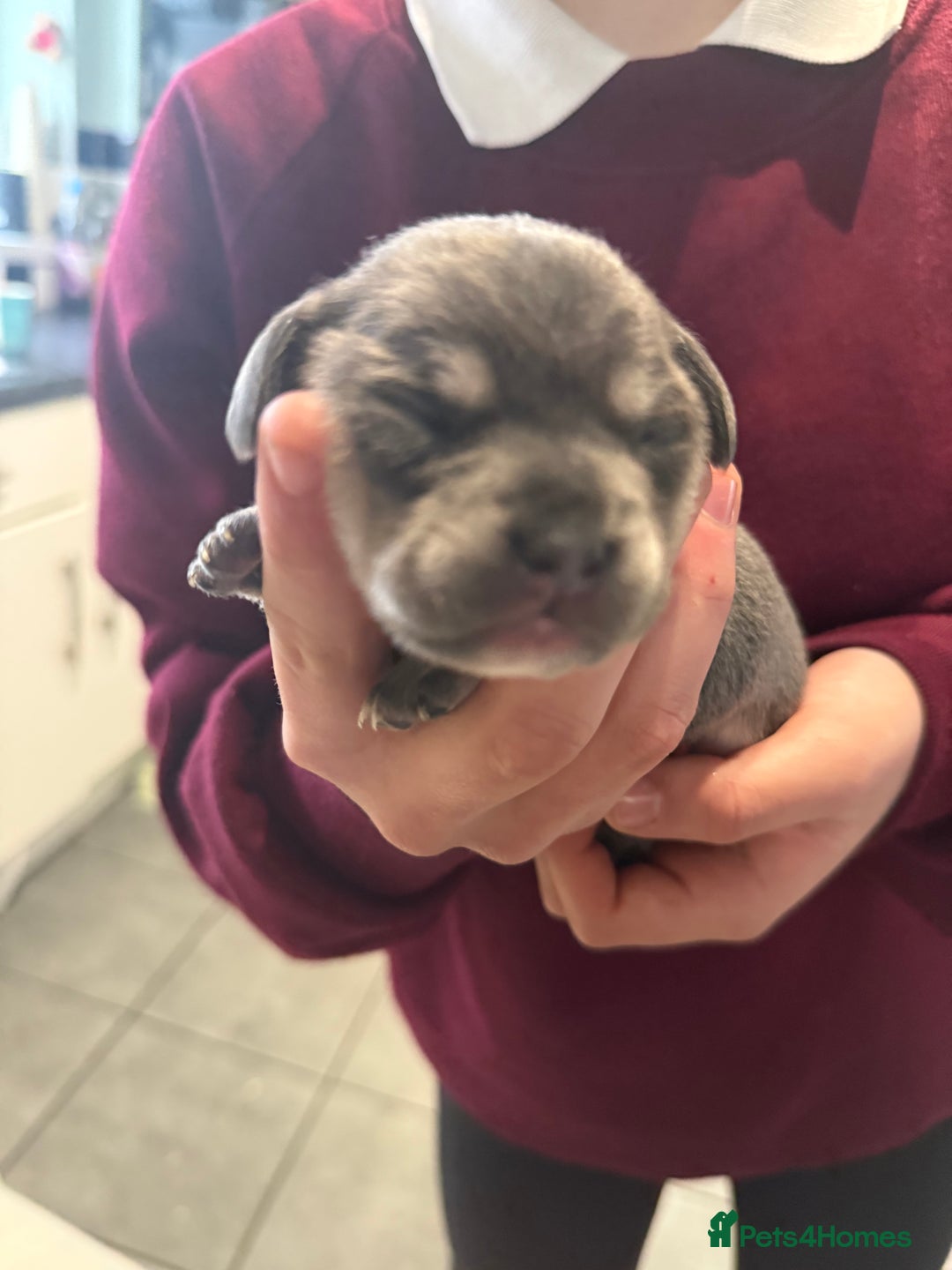 Mixed Breed dogs for sale: Adorable frenchie mix - Image 4